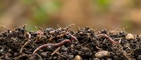 Earthworm crawling through rich soil with organic matter and nutrients, suitable for agriculture, gardening, composting, and environmental education content.