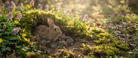 Young wild rabbit sitting among moss and purple wildflowers in natural forest habitat during golden hour sunlight for wildlife and nature photography.