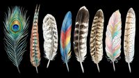Feathers collection featuring peacock, striped, colorful, and natural plumage designs isolated on transparent background. Ready for t-shirt designs, clipart, stickers, sublimation, and print-on-demand projects.