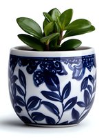 Small green succulent plant in decorative ceramic pot with traditional blue and white floral pattern design, suitable for home decor and gardening concepts.