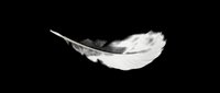 Delicate white feather isolated on transparent background, ready for t-shirt designs, clipart, stickers, sublimation, and print-on-demand projects.