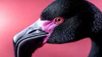 Close-up portrait of black swan head with distinctive red eye and curved beak against soft pink background for wildlife photography and nature concepts.