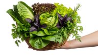 Fresh mixed salad greens and herbs in wicker basket held by hand on white background. Organic leafy vegetables for healthy cooking and nutrition.