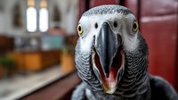 Close-up portrait of African grey parrot with open beak showing pink tongue and throat, bright yellow eyes, detailed feather texture in home interior setting.