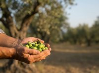 Farmer holding fresh green olives in hands at harvest time in orchard with trees in background.