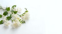 White freesia flowers with green leaves arranged on clean white background for wedding invitations, greeting cards and floral design projects.