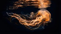 Luminous jellyfish glowing with warm orange light swimming gracefully through dark ocean waters with flowing translucent tentacles creating ethereal underwater scene.