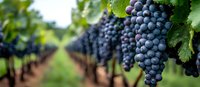 Ripe purple wine grapes growing on vineyard row with green leaves, shallow depth of field panoramic view. Fresh harvest ready clusters in warm sunlight.