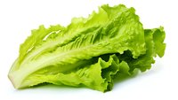 Fresh green romaine lettuce leaf isolated on white background, crisp and vibrant vegetable for healthy eating and salad preparation.