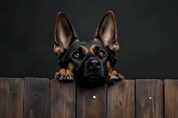Curious German Shepherd dog peeking over wooden fence, alert ears and expressive eyes against dark background, creating humorous and endearing moment.