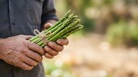 Farmer holding fresh green asparagus bunch in hands outdoors, harvesting organic vegetables from garden or farm field.