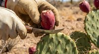 Hands in protective gloves carefully harvesting ripe prickly pear cactus fruits with knife in desert landscape for organic food production.