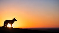 Wolf silhouette standing on rocky outcrop against dramatic orange sunset sky. Wild animal predator in natural habitat during golden hour twilight.