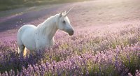 White unicorn with flowing mane standing in blooming purple lavender field during golden hour sunset light creating magical fantasy atmosphere for fairy tale concepts.