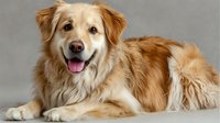 Happy golden retriever dog lying down with tongue out on neutral background for pet care advertising and animal lover designs.