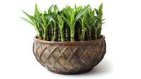 Lucky bamboo plants growing in decorative bronze ceramic pot with diamond pattern, perfect for feng shui home decor and zen interior design concepts, isolated on white background.