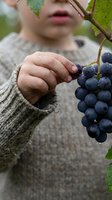 Child picking dark grapes from vine in garden, wearing gray knit sweater. Young boy harvesting fresh fruit outdoors during autumn season for healthy eating and farming activities.