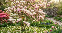 Spring garden with blooming magnolia tree and colorful flowers creating peaceful landscape for outdoor relaxation and nature photography projects.