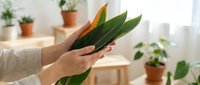 Woman hands holding fresh green plant leaves in bright indoor space with potted plants on wooden shelves creating natural home garden atmosphere.
