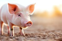 Young pink piglet standing on soil ground during sunset, close-up portrait with soft natural lighting and shallow depth of field creating warm atmospheric farm scene.