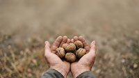Farmer's hands holding freshly harvested walnuts over soil field, agricultural harvest and crop production concept for farming, agriculture, and food industry use.