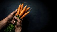 Farmer's hand holding fresh organic carrots with green stems against dark background, suitable for agriculture and food marketing.