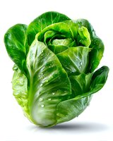 Fresh green lettuce head with water drops on crisp leaves isolated on white background, suitable for food packaging and healthy eating promotions.