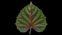 Tropical green leaf with bold red veins, isolated on transparent background. Great for nature clipart, t-shirt design, stickers, sublimation, and print on demand projects.