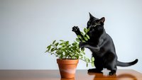 Black cat playing with green houseplant in terracotta pot on wooden table against white background for pet care and indoor gardening concepts.