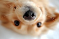 Close-up macro shot of cream colored dog nose and eyes with selective focus on black wet nose, showing detailed whiskers and facial features. Perfect for pet care.