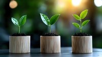 Growing green seedlings in wooden pots showing plant growth stages with water drops on leaves against blurred natural bokeh background for eco concepts.