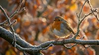 Small robin bird perched on frost-covered branch in autumn forest with warm golden light and colorful fall foliage background for nature photography.