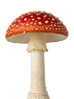 Fly agaric mushroom with bright red cap dotted with white spots and pale stem isolated on white background, suitable for educational, botanical, and design projects.