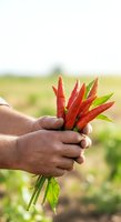 Farmer holding fresh red chili peppers in hand against blurred agricultural field background. Harvest concept for farming, agriculture, and organic produce marketing.