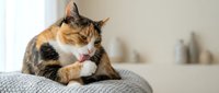 Adorable calico cat grooming paw while sitting on gray knitted blanket in bright modern home interior. Pet care and feline hygiene behavior concept.