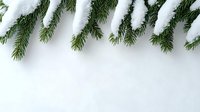 Fresh snow covering green pine branches against white background, creating natural winter border design element for seasonal greeting cards and holiday layouts.