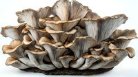 Fresh oyster mushrooms growing in cluster with delicate gray-brown ruffled caps and layered gills, showcasing natural organic texture on dark substrate.