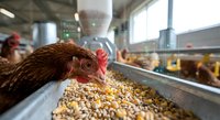 Brown hen eating grain feed in modern poultry farm facility with industrial equipment and natural lighting for sustainable agriculture production.