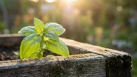 Fresh green basil leaves growing on weathered wooden surface in sunlight, suitable for culinary, gardening, and organic food design projects.
