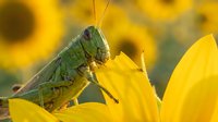 Green grasshopper sitting on bright yellow sunflower petals in summer garden with natural bokeh background for nature and wildlife photography projects.