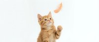 Orange tabby kitten playing with feather toy on white background, isolated pet portrait for design projects and advertising materials.