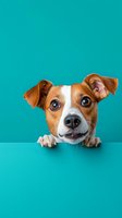 Curious Jack Russell terrier peeking over edge against turquoise background, showing expressive blue eyes and playful expression, white and brown markings on face.