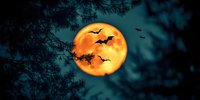 Full orange moon with flying bats silhouettes against dark turquoise night sky, pine tree branches framing dramatic Halloween scene. For seasonal designs and cards.