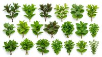 Isolated fresh herb sprigs and leafy green plants arranged in rows on white background, suitable for culinary, botanical, and design projects.