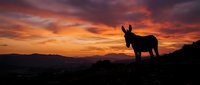 Silhouette of a donkey standing on a hillside against a dramatic sunset sky with orange and purple clouds, suitable for nature and wildlife backgrounds.