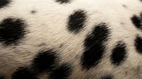 Close-up of dalmatian dog fur with distinctive black spots on white coat, natural animal texture pattern for pet care and veterinary design projects.