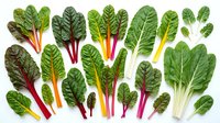 Fresh rainbow chard leaves with colorful stems isolated on white background. Organic leafy greens for healthy cooking and nutrition concepts.