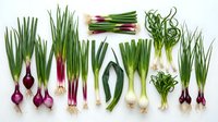 Fresh green onions scallions and spring onions variety collection isolated on white background for cooking and culinary design projects.