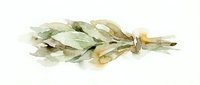 Dried hop cone isolated on white background, used in beer brewing and herbal remedies for culinary and pharmaceutical applications.