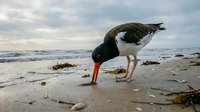 Oystercatcher bird with distinctive black and white plumage and bright orange beak foraging on sandy beach at sunset with ocean waves in background.